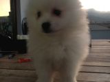 2 Aylık Erkek Pomeranian Teddy Bear